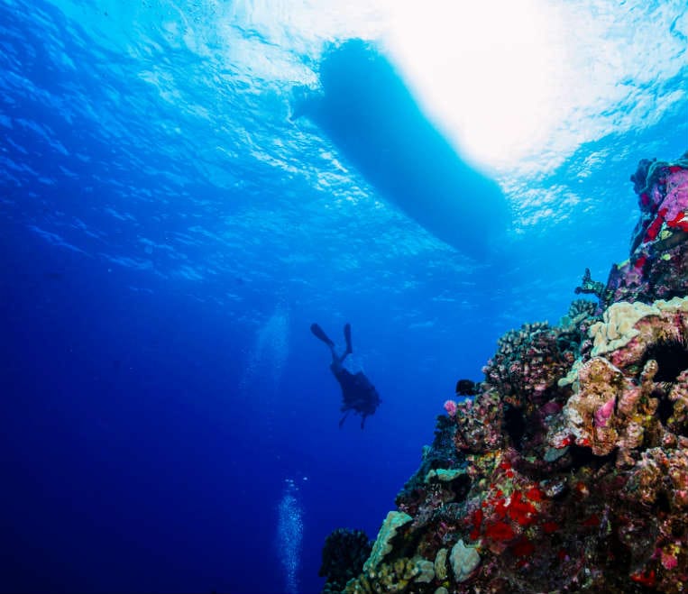 Hammerhead Shark Dive Our most adventurous trip Dive Maui