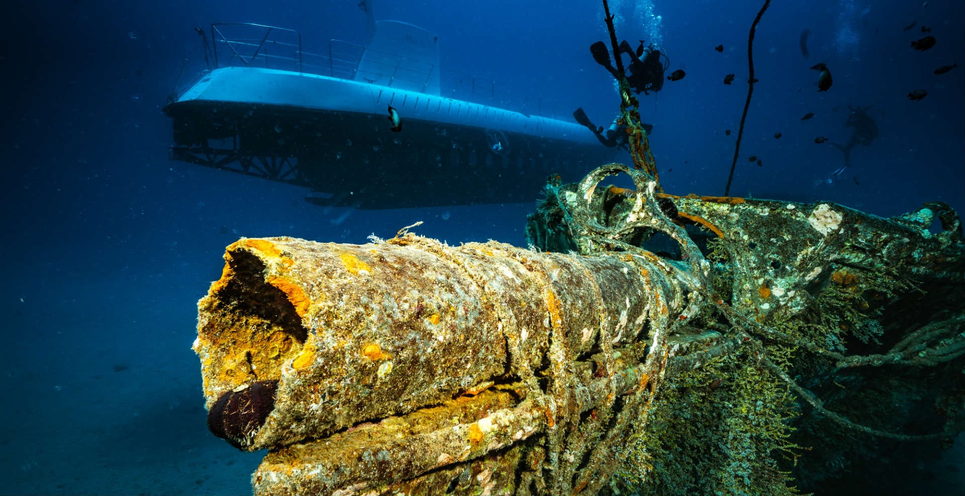 Carthaginian Wreck + Shark and Turtle Dive Best Dive Trips in Maui