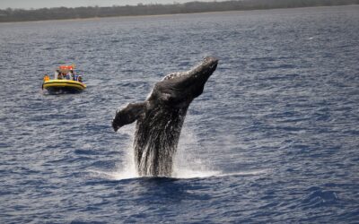 Whale Watching Season on Maui